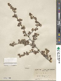 Cercocarpus montanus var. glaber image