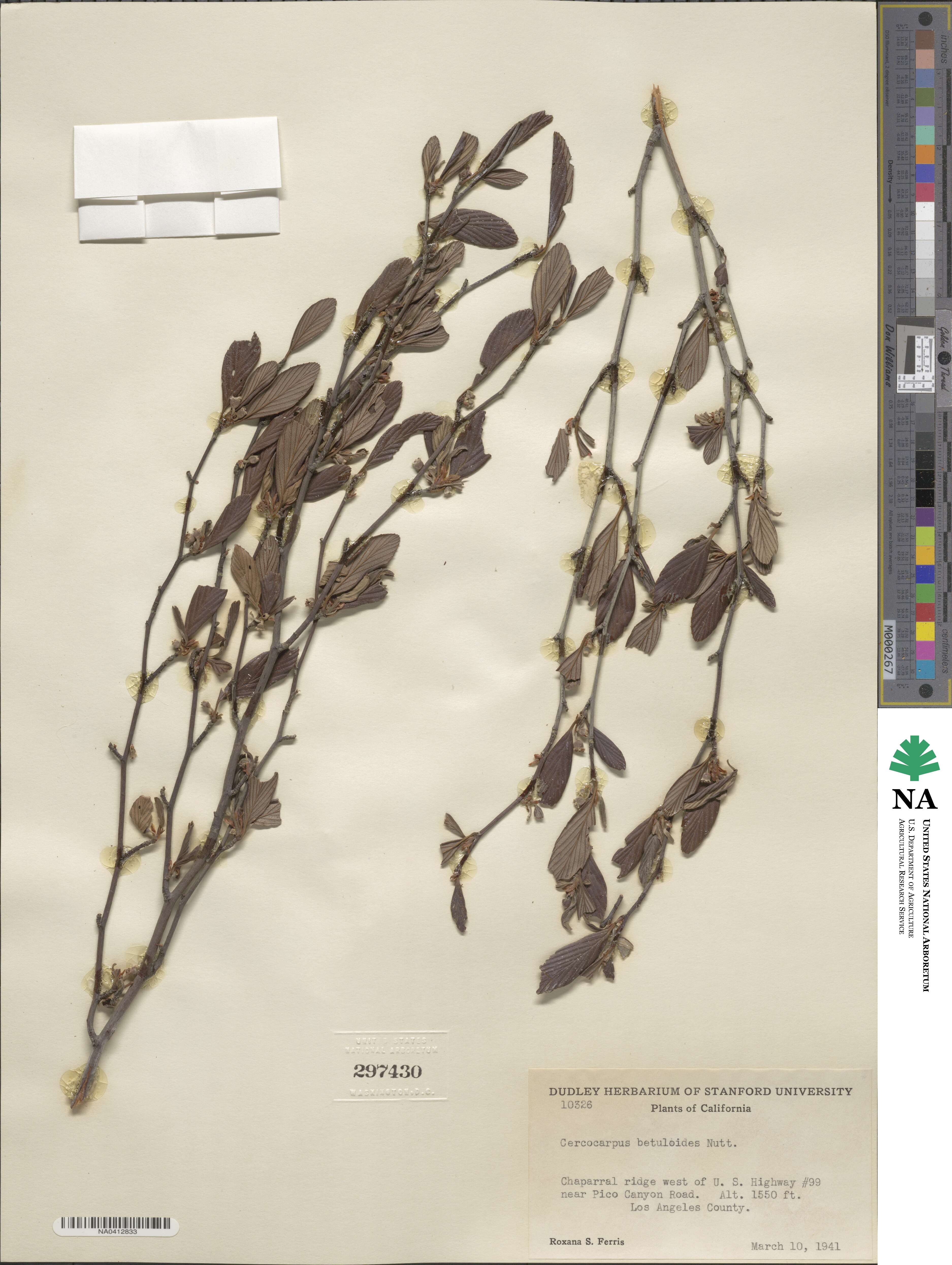 Cercocarpus montanus var. glaber image