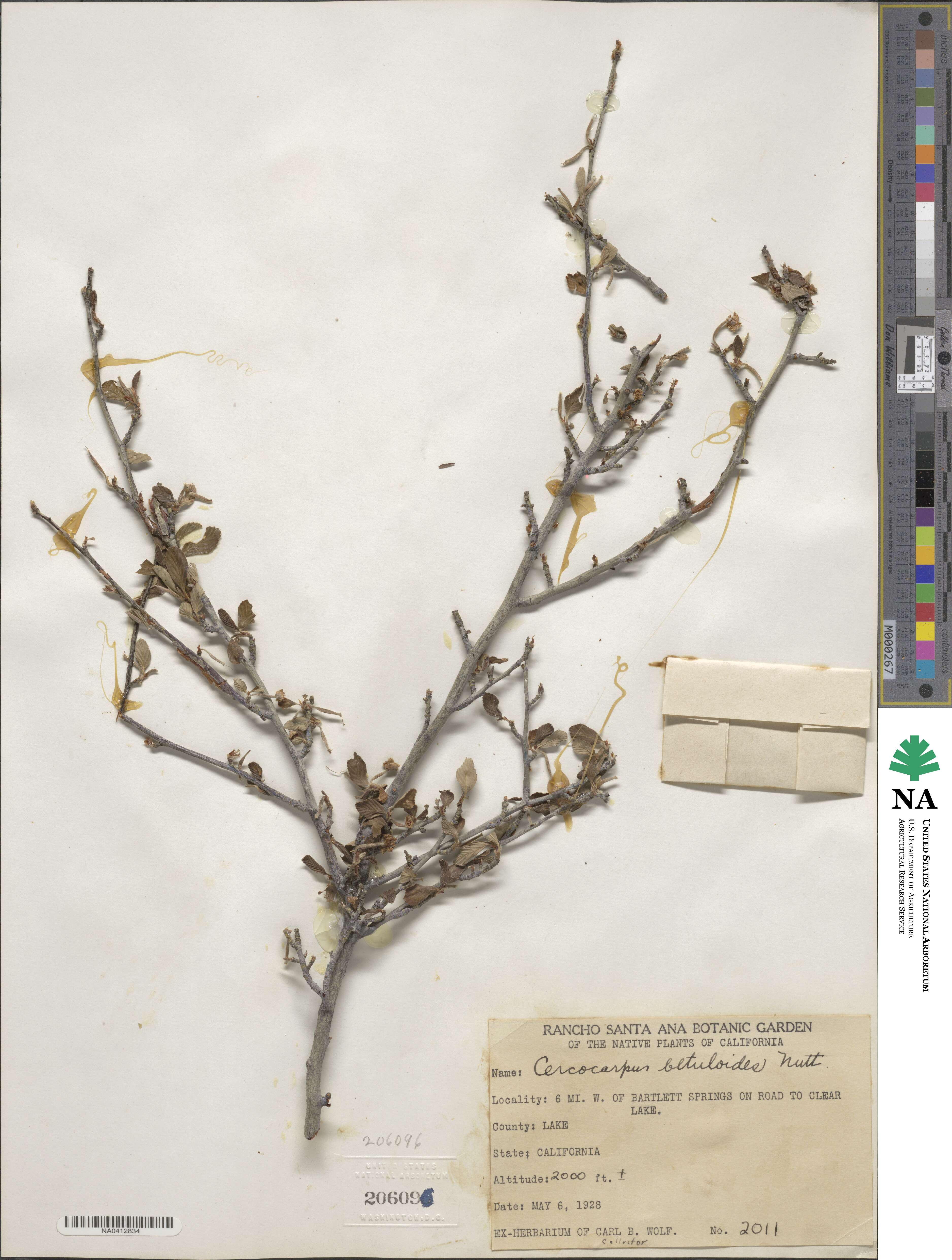 Cercocarpus montanus var. glaber image