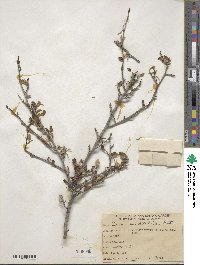 Cercocarpus montanus var. glaber image