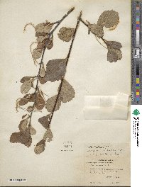 Cercocarpus montanus var. glaber image