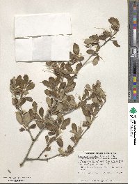 Cercocarpus montanus image