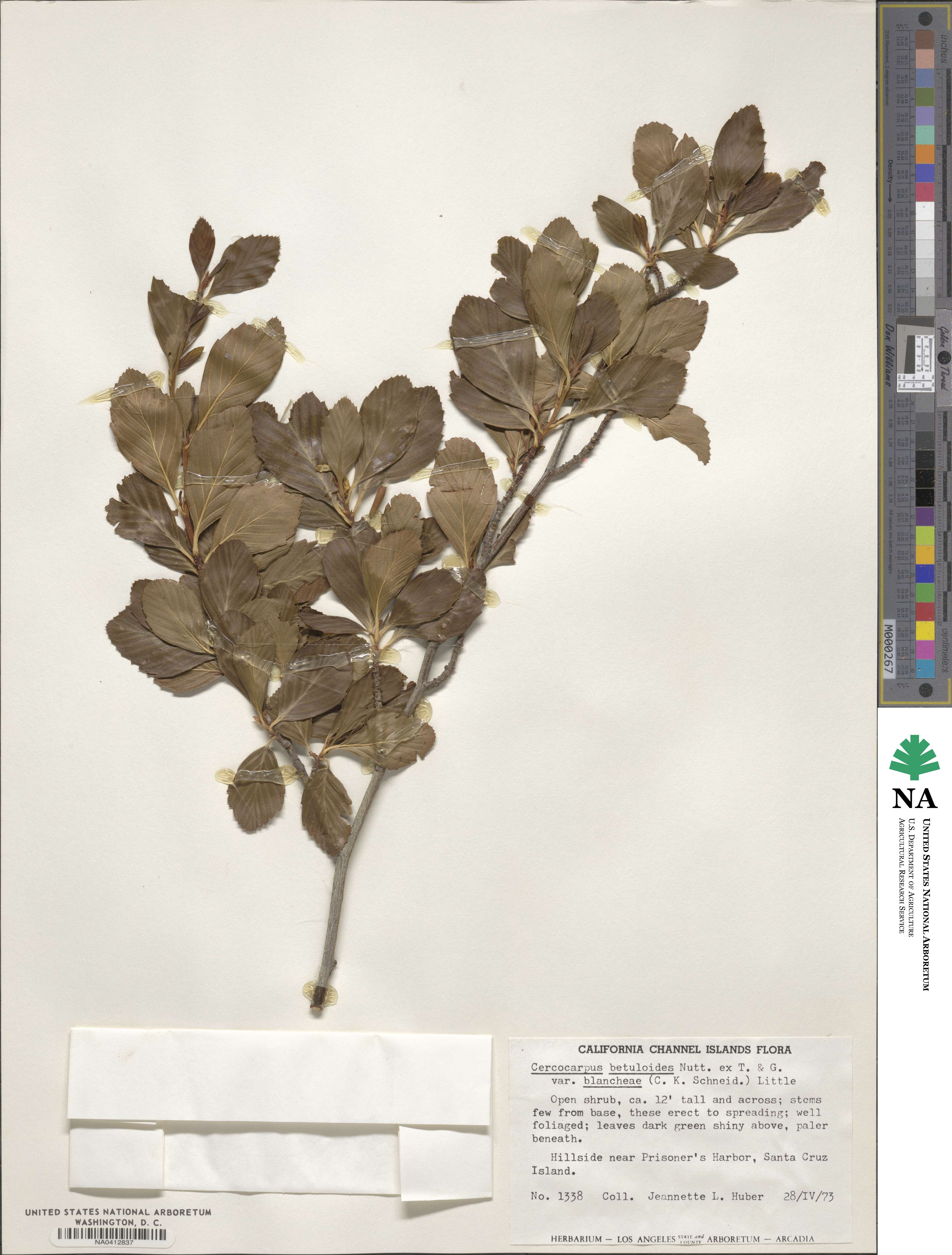 Cercocarpus montanus var. blancheae image