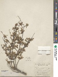 Cercocarpus montanus var. paucidentatus image