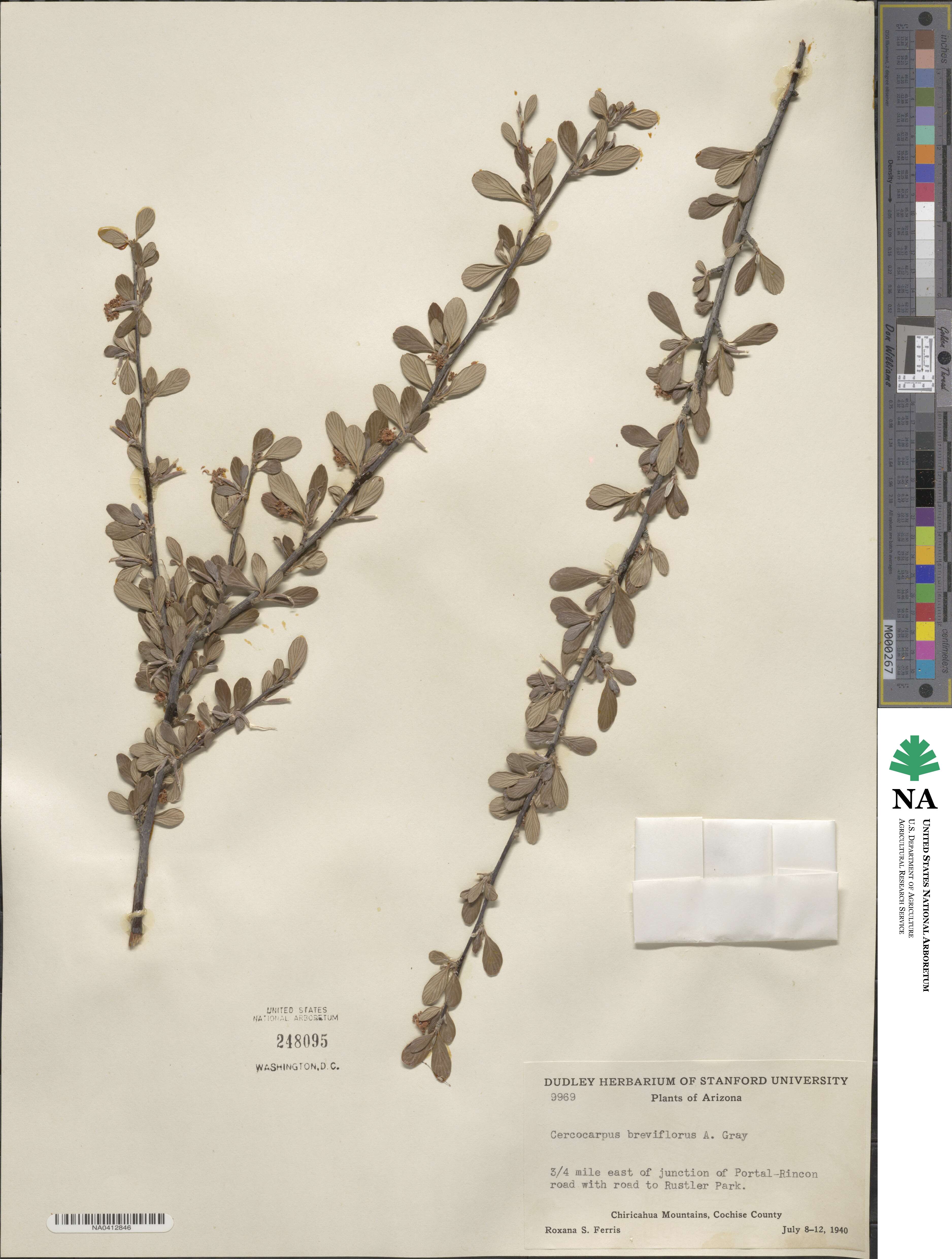 Cercocarpus montanus image