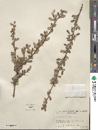 Cercocarpus montanus var. paucidentatus image