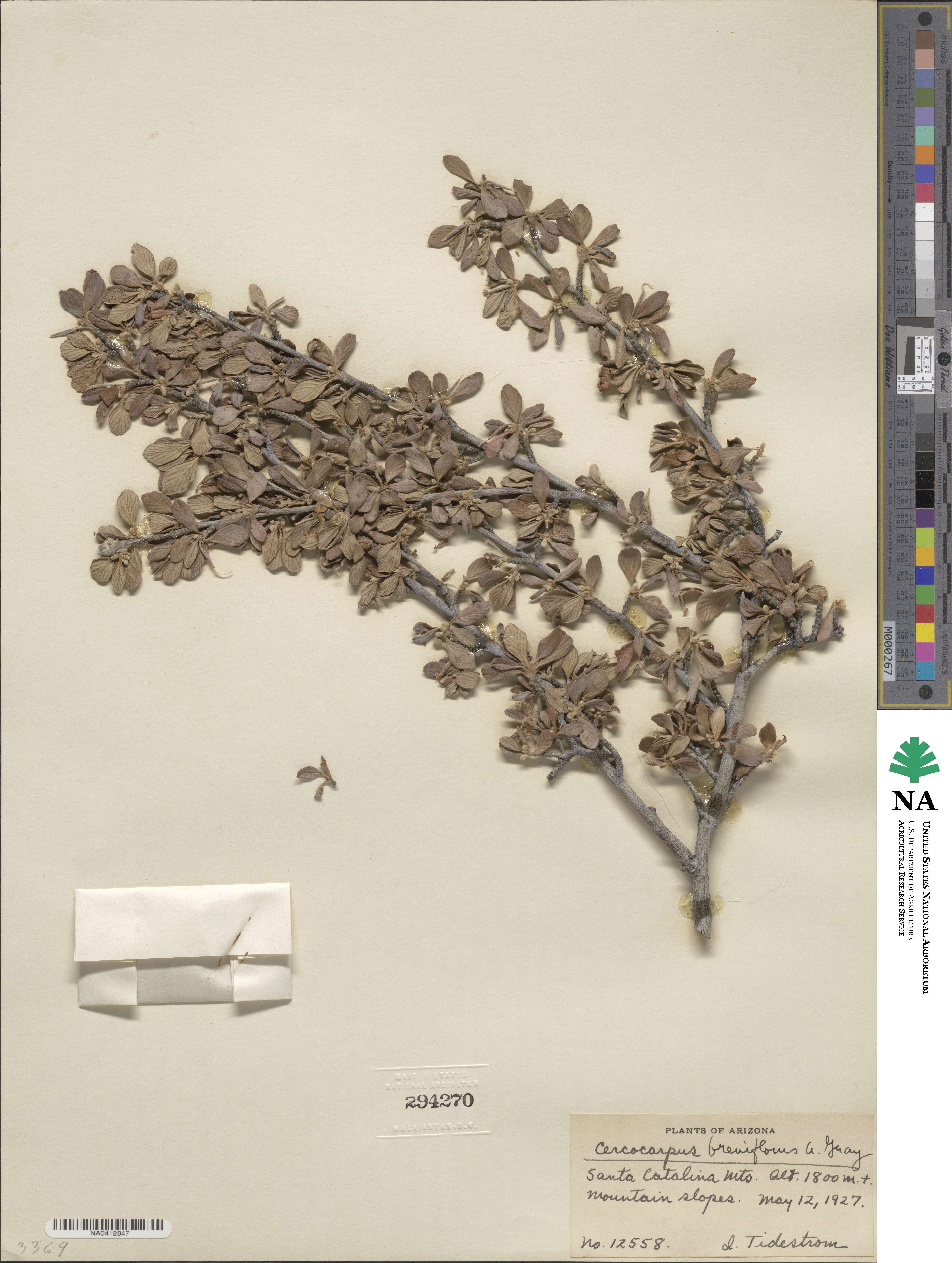 Cercocarpus montanus var. paucidentatus image