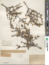 Cercocarpus intricatus image