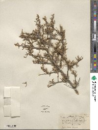 Cercocarpus intricatus image