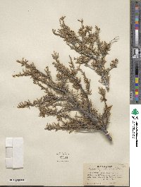 Cercocarpus intricatus image