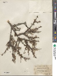 Cercocarpus intricatus image