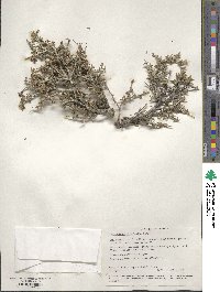 Cercocarpus intricatus image