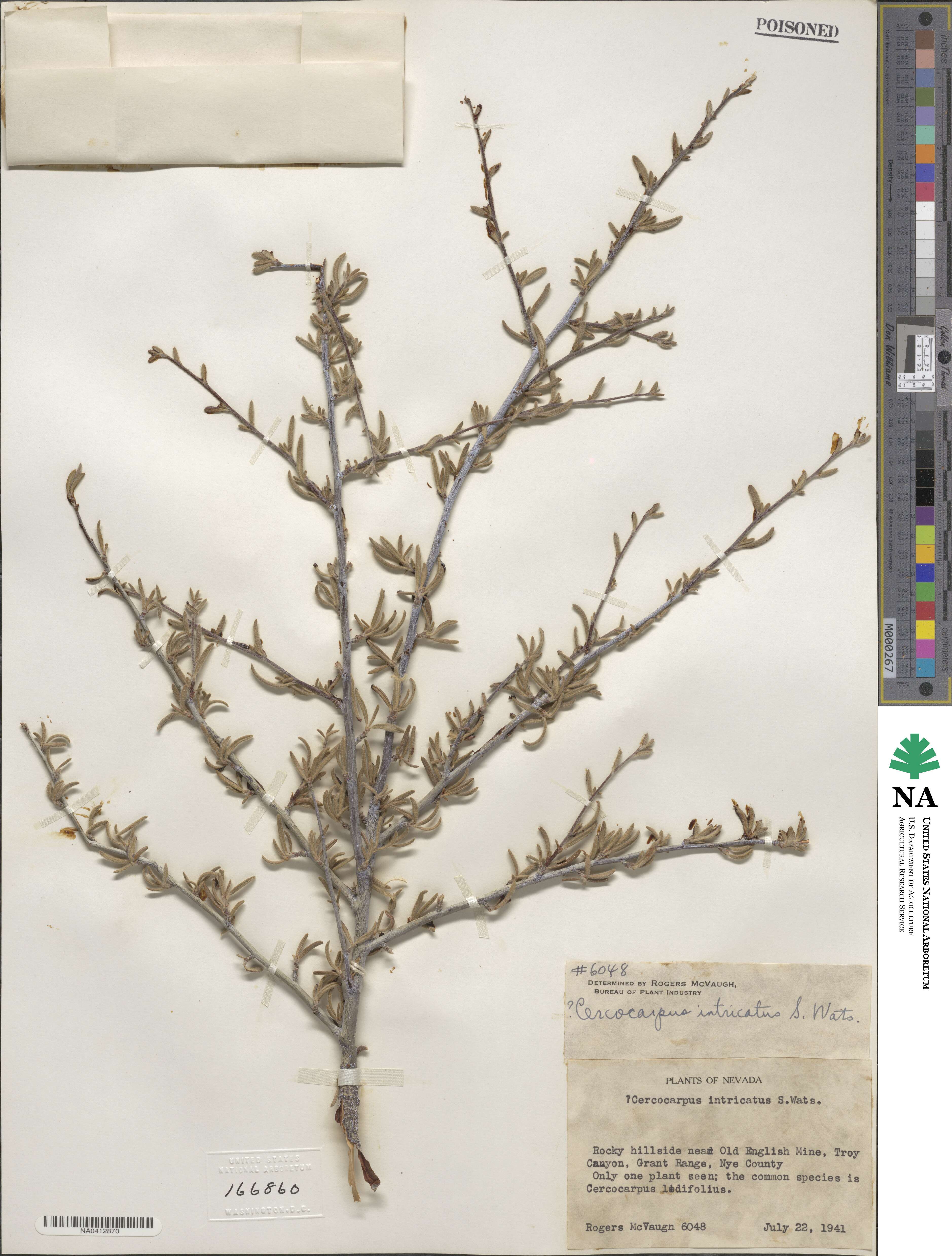 Cercocarpus intricatus image