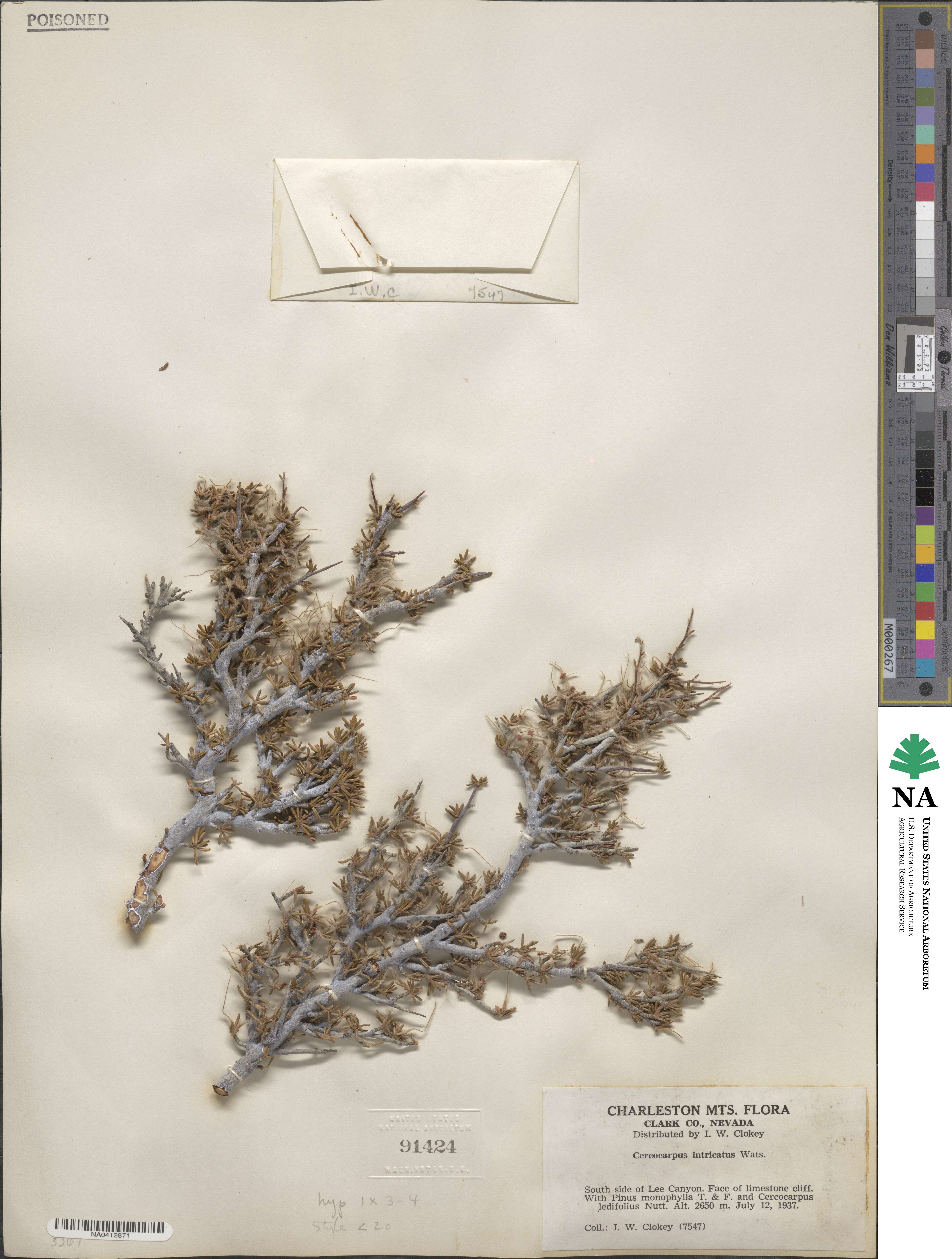 Cercocarpus intricatus image