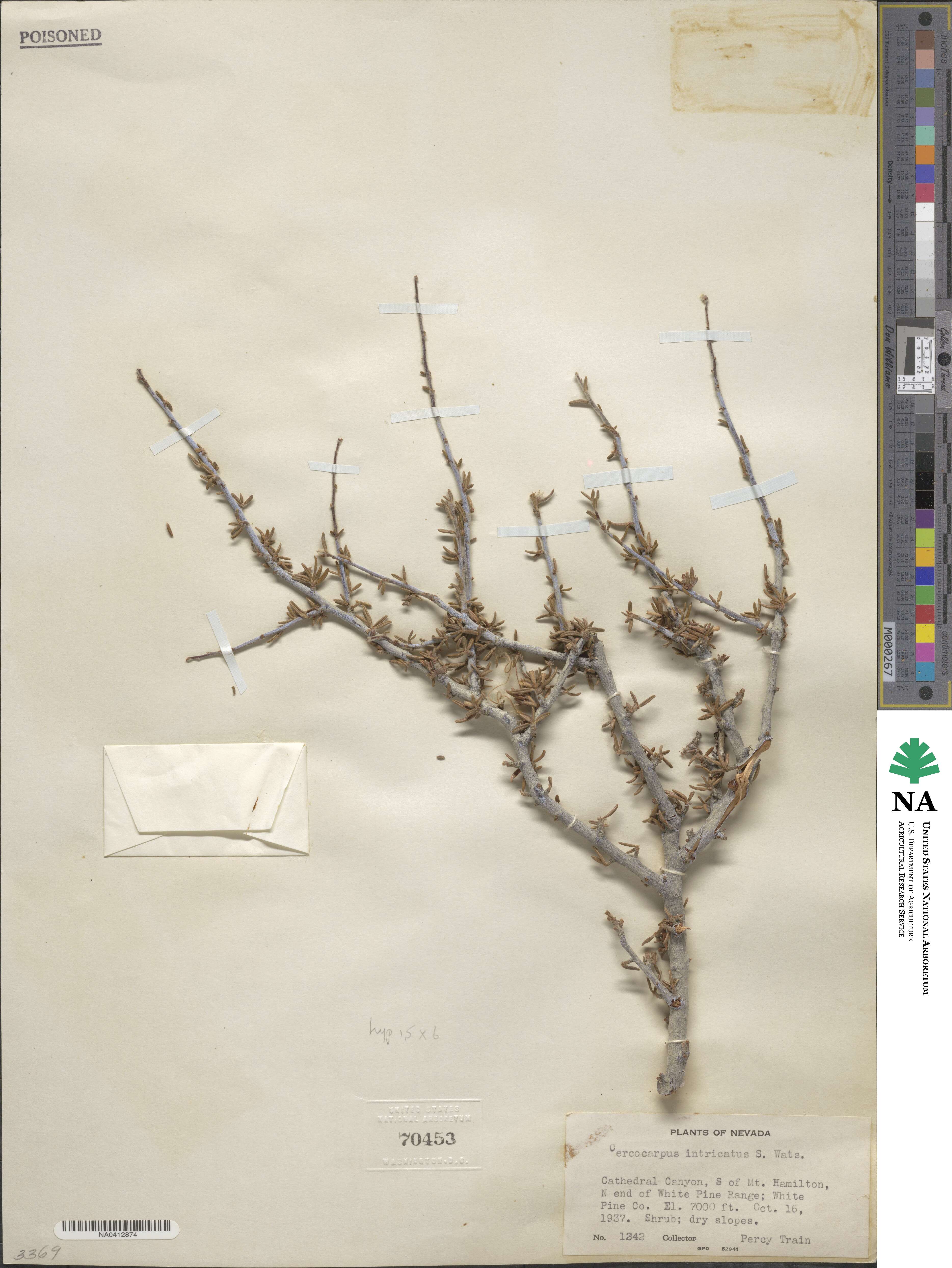 Cercocarpus intricatus image