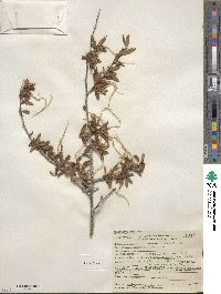 Cercocarpus ledifolius image