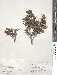 Cercocarpus ledifolius image