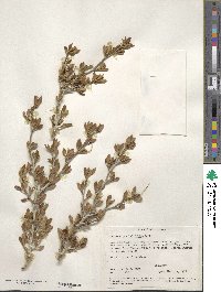 Cercocarpus ledifolius image