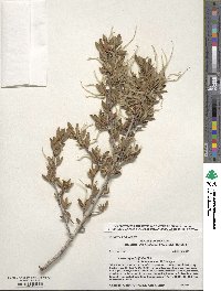 Cercocarpus ledifolius image