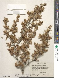 Cercocarpus ledifolius image