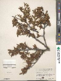 Cercocarpus ledifolius image