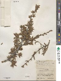 Cercocarpus ledifolius image