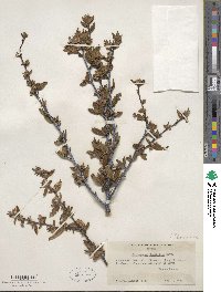 Cercocarpus ledifolius image