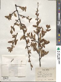 Cercocarpus ledifolius image