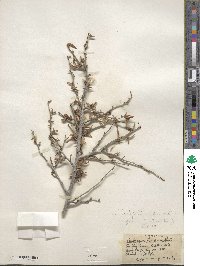 Cercocarpus ledifolius image