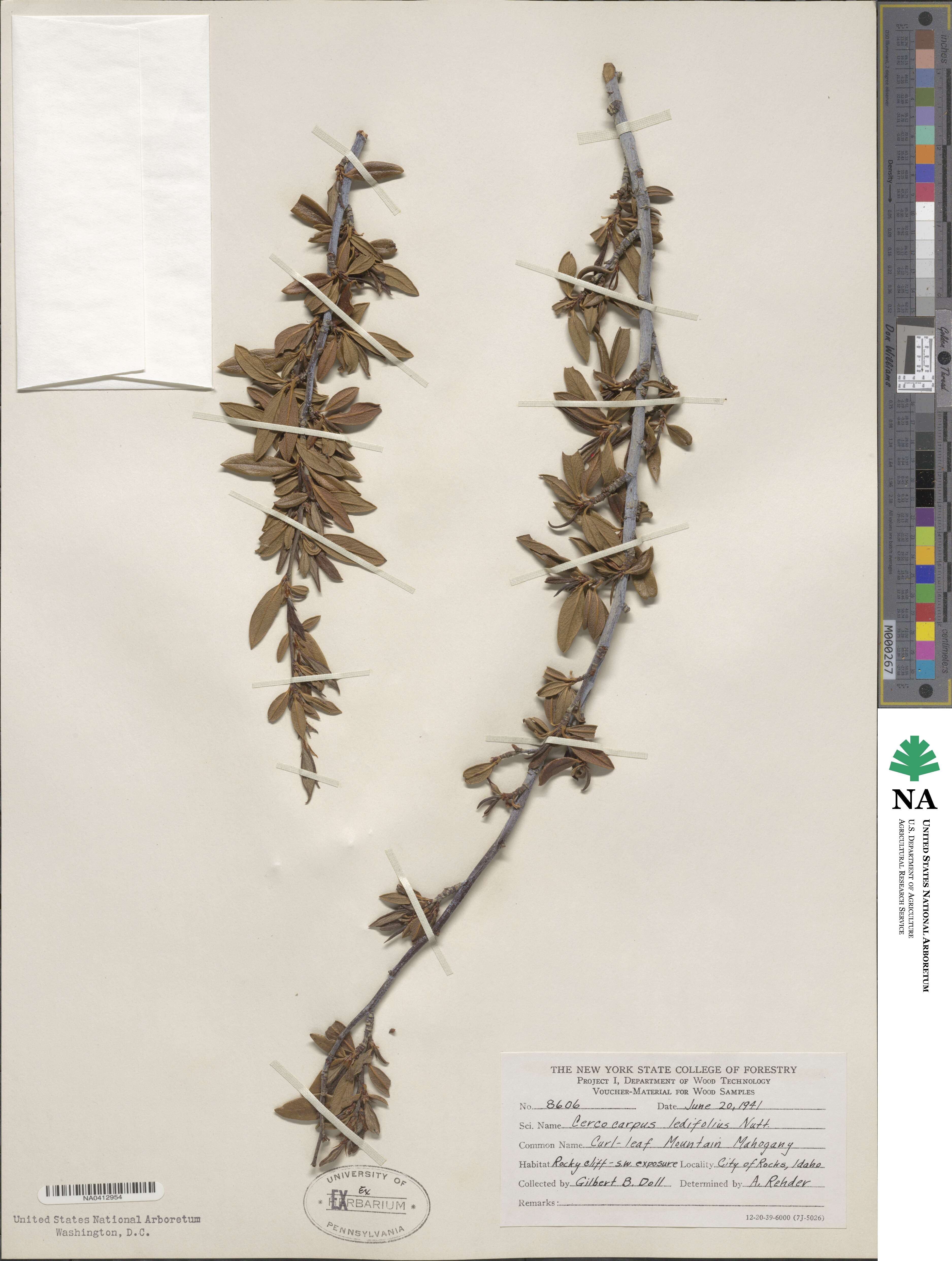 Cercocarpus ledifolius image