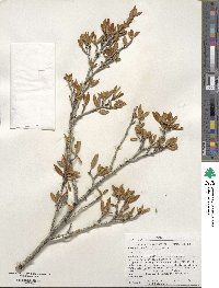 Cercocarpus ledifolius image