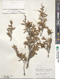 Cercocarpus ledifolius image