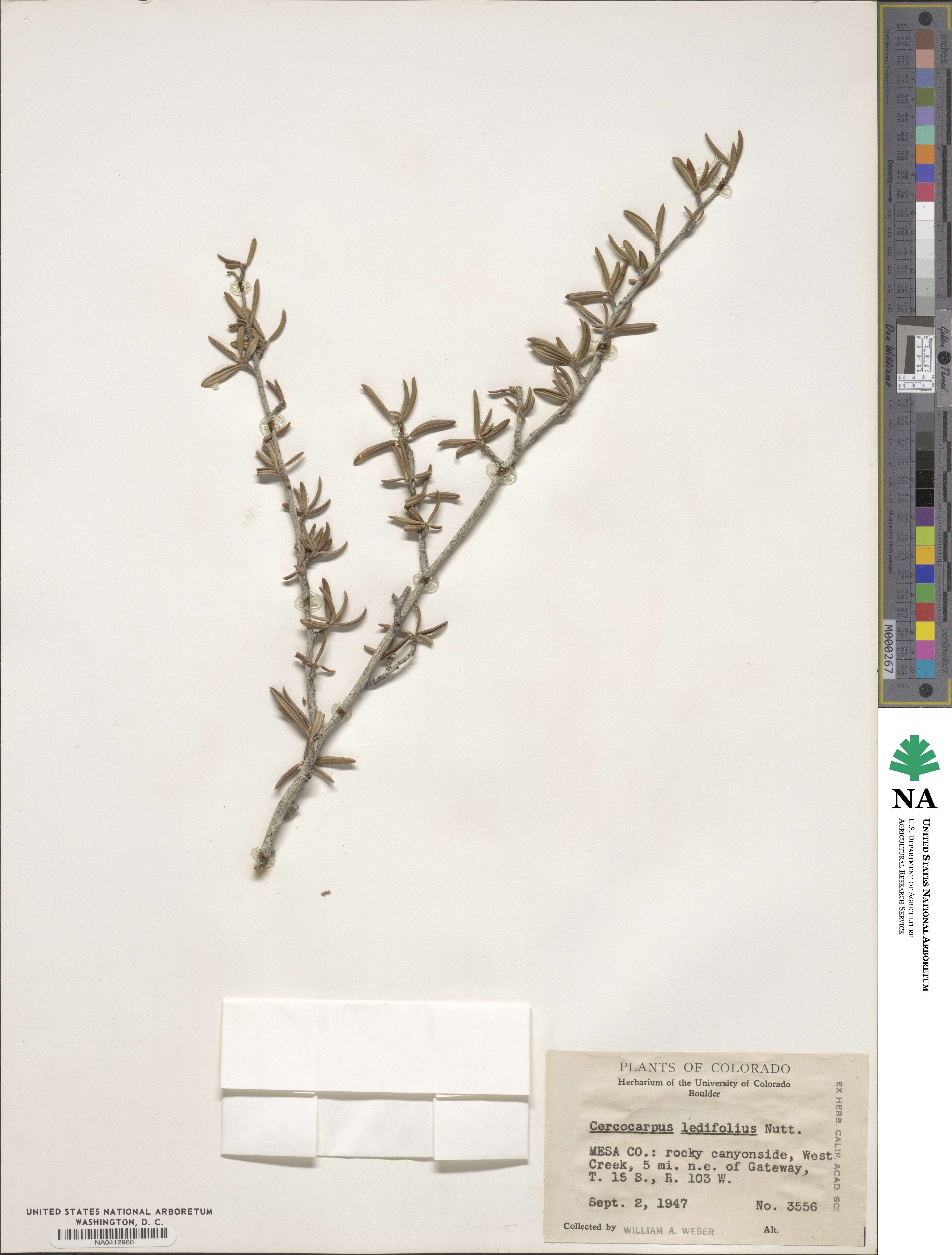 Cercocarpus ledifolius image