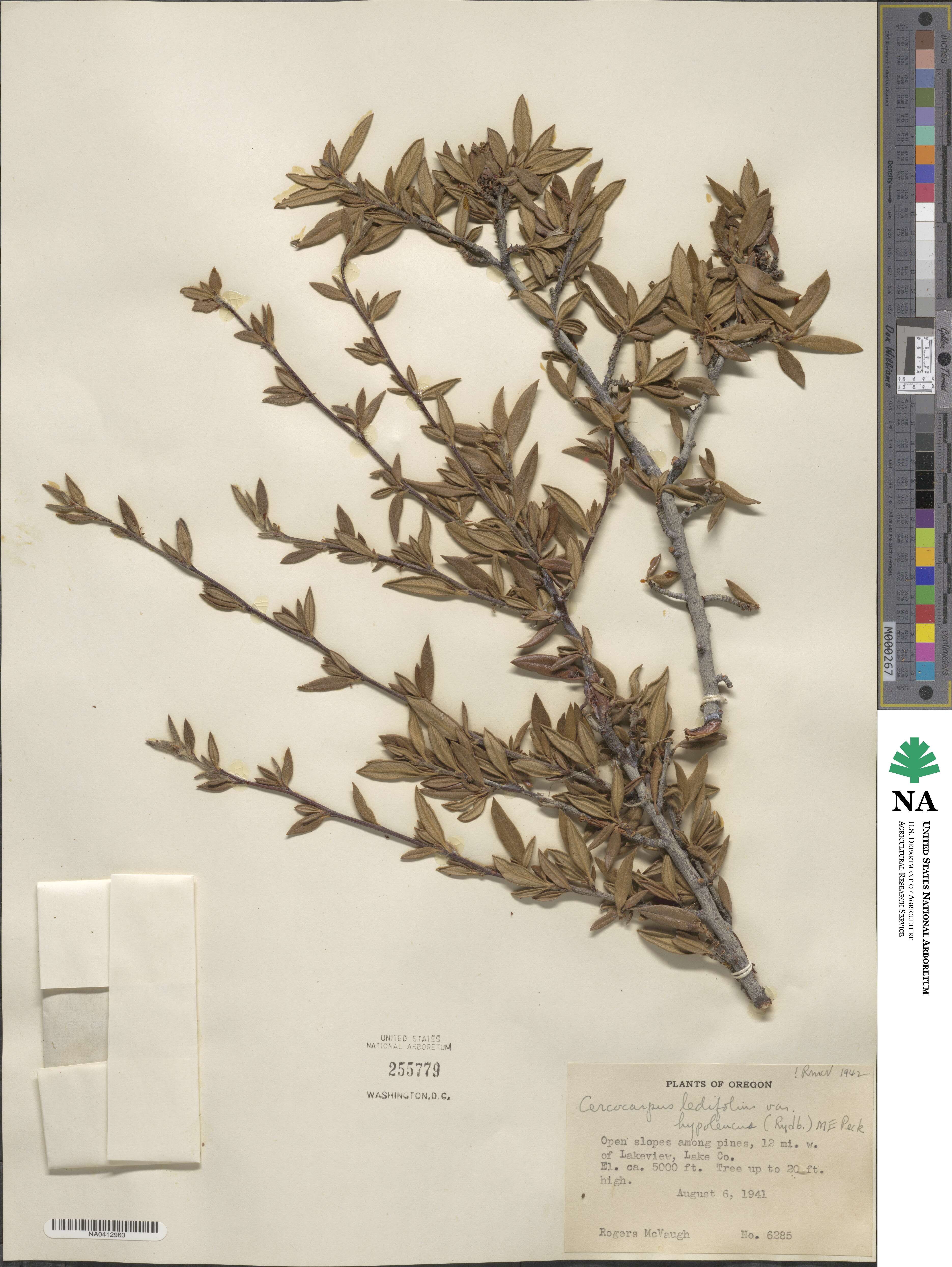 Cercocarpus ledifolius image