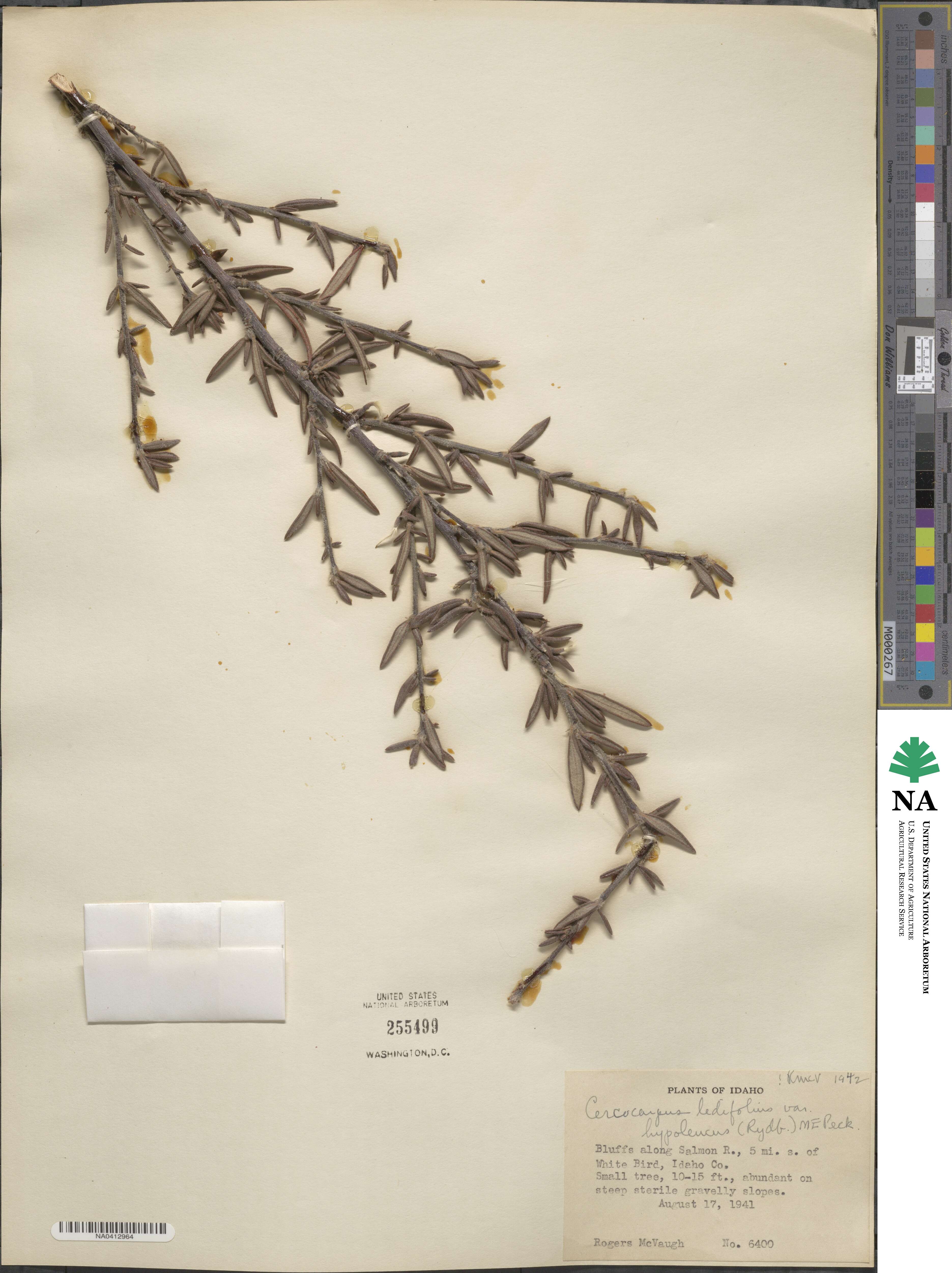 Cercocarpus ledifolius image