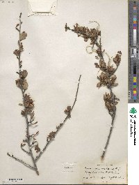 Cercocarpus montanus image