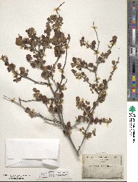 Cercocarpus montanus image