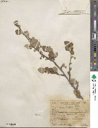 Cercocarpus montanus image