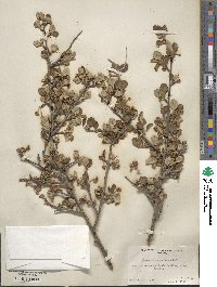 Cercocarpus montanus image