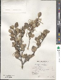 Cercocarpus montanus image