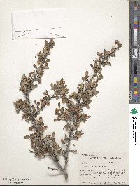 Cercocarpus montanus image