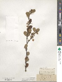 Cercocarpus montanus image