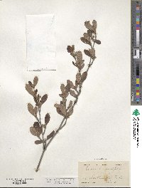 Cercocarpus montanus image