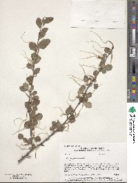 Cercocarpus montanus image