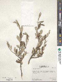 Cercocarpus montanus image