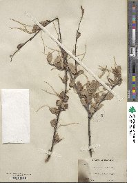 Cercocarpus montanus image