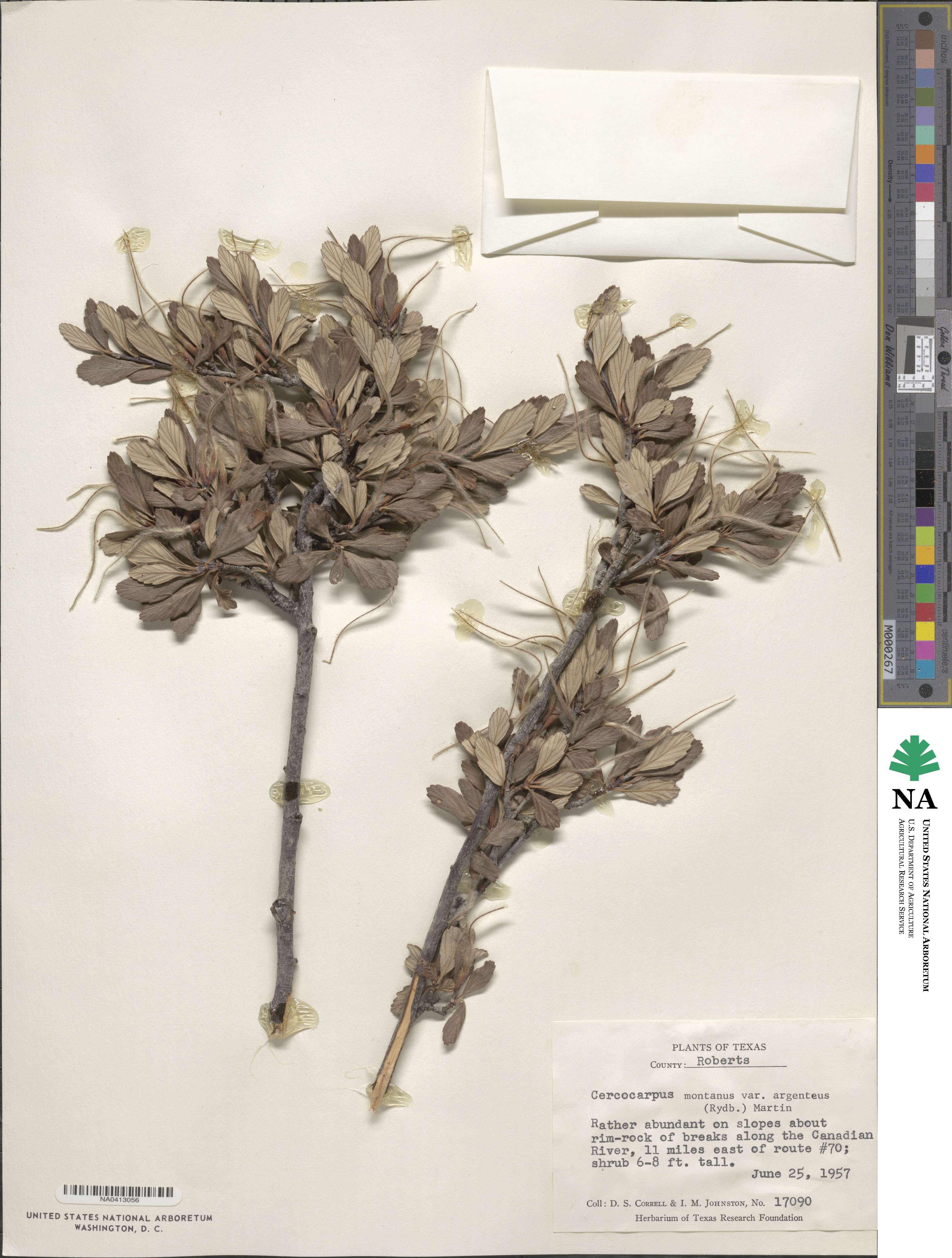 Cercocarpus montanus var. argenteus image