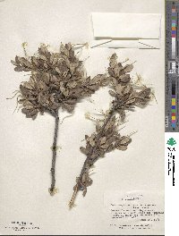 Cercocarpus montanus image