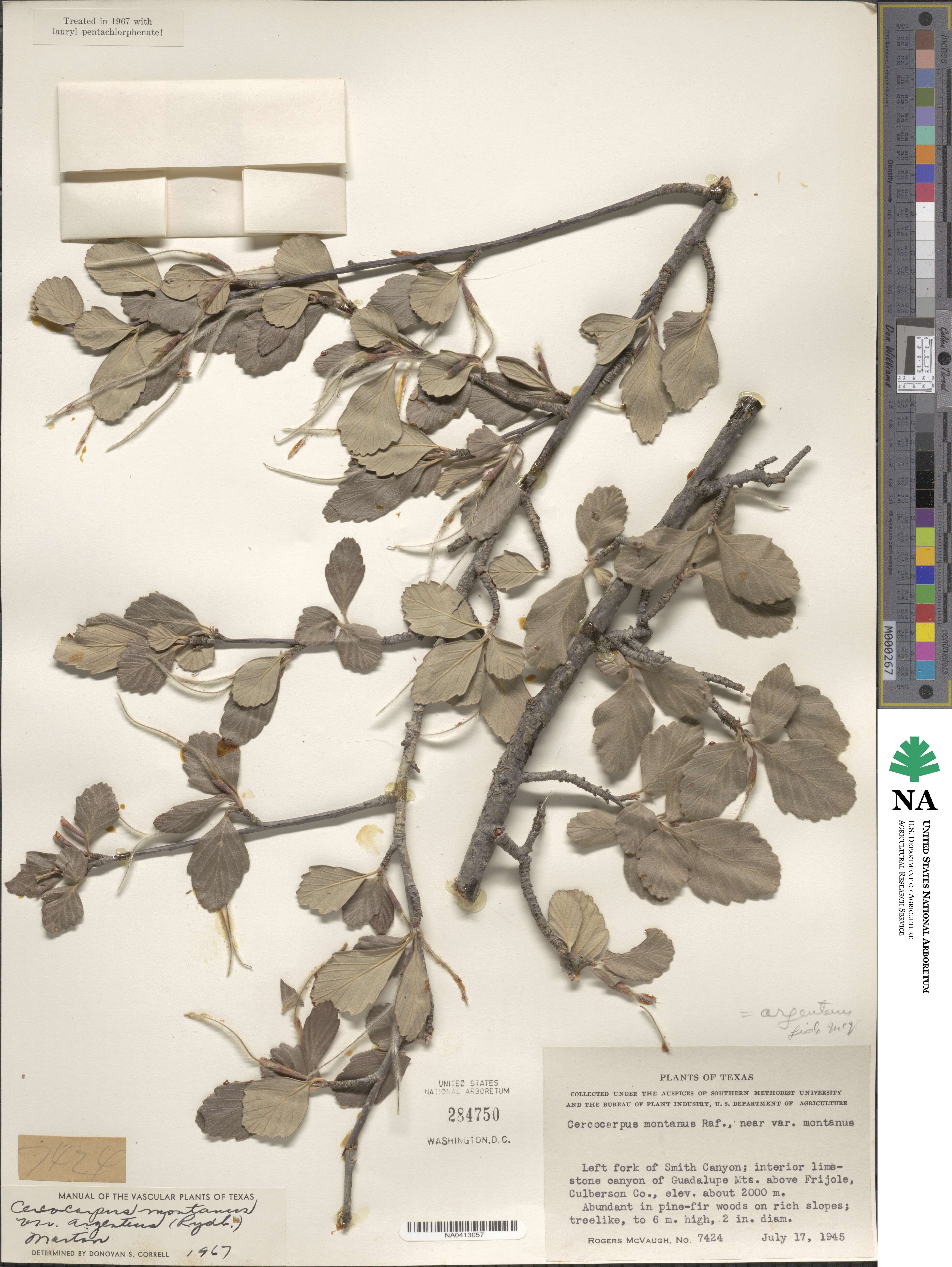 Cercocarpus montanus var. argenteus image