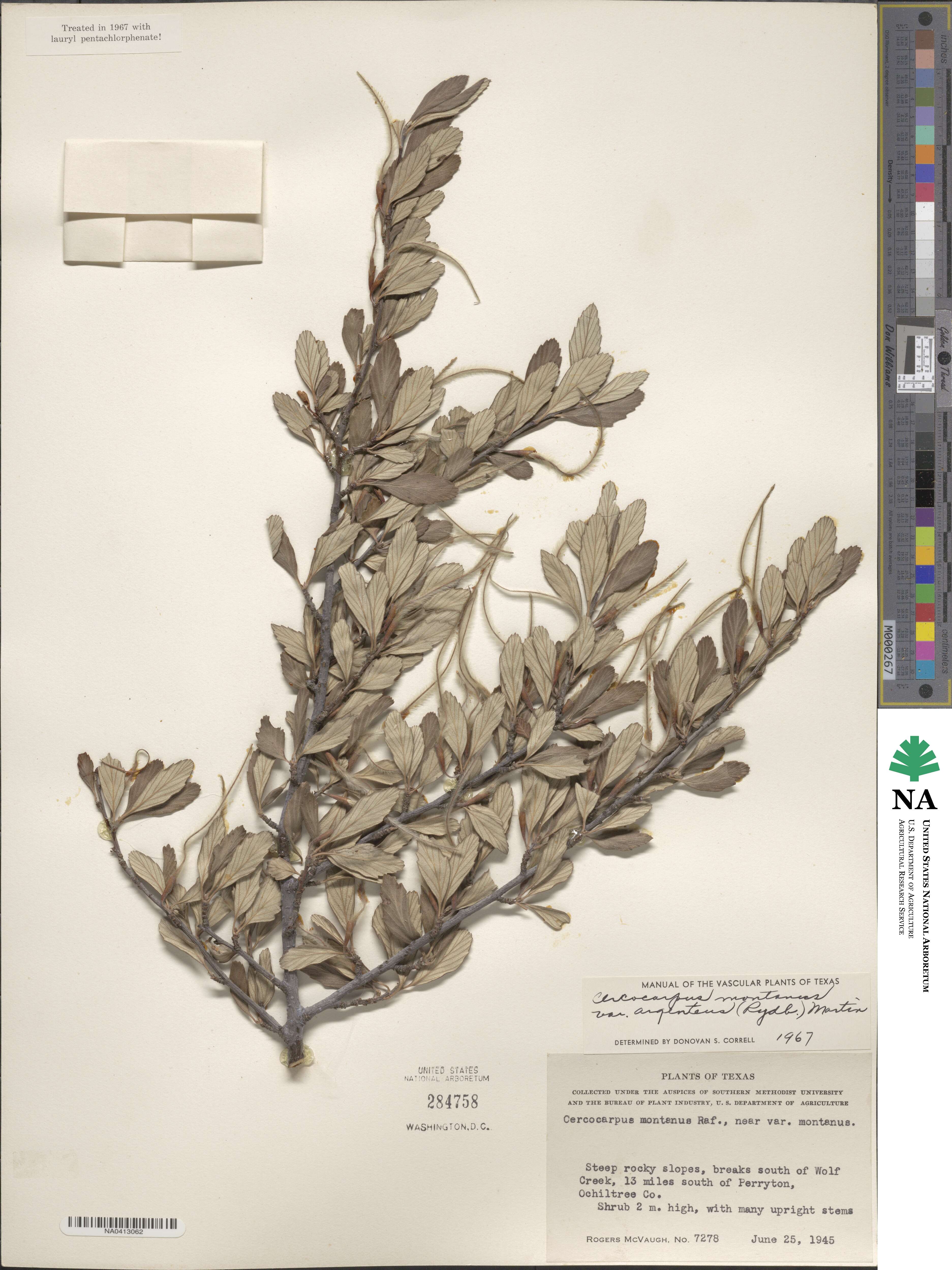 Cercocarpus montanus var. argenteus image